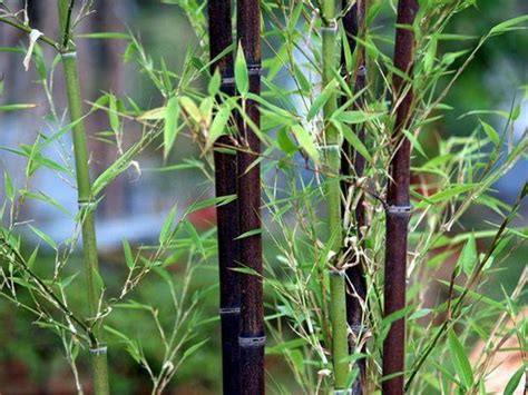 竹子開花|竹類植物介紹